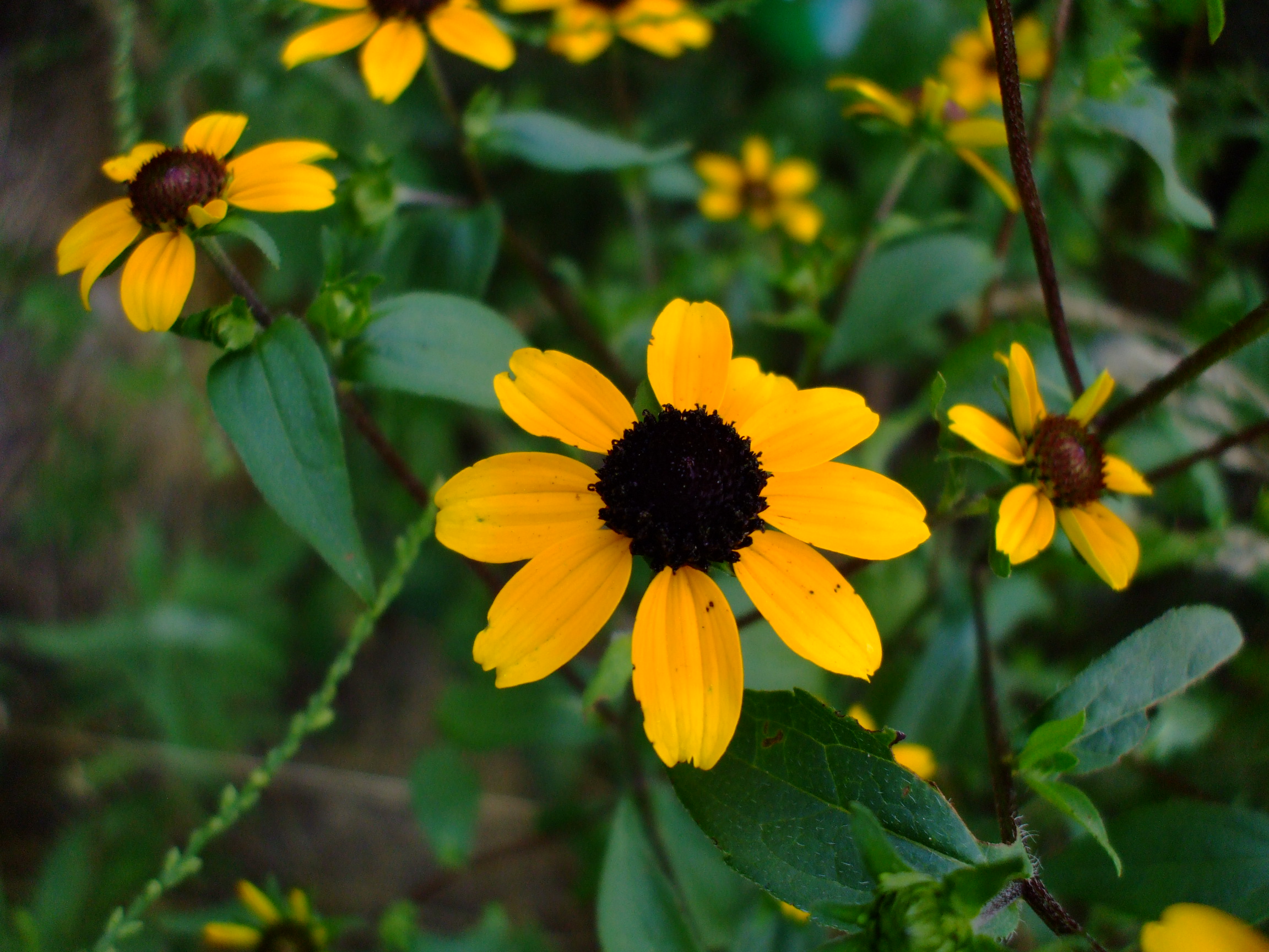 Rudbeckia triloba